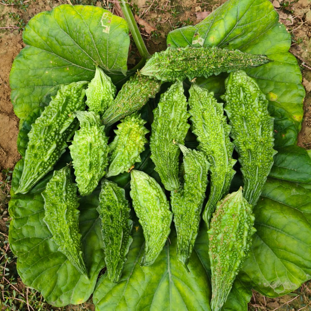 Bitter Gourd