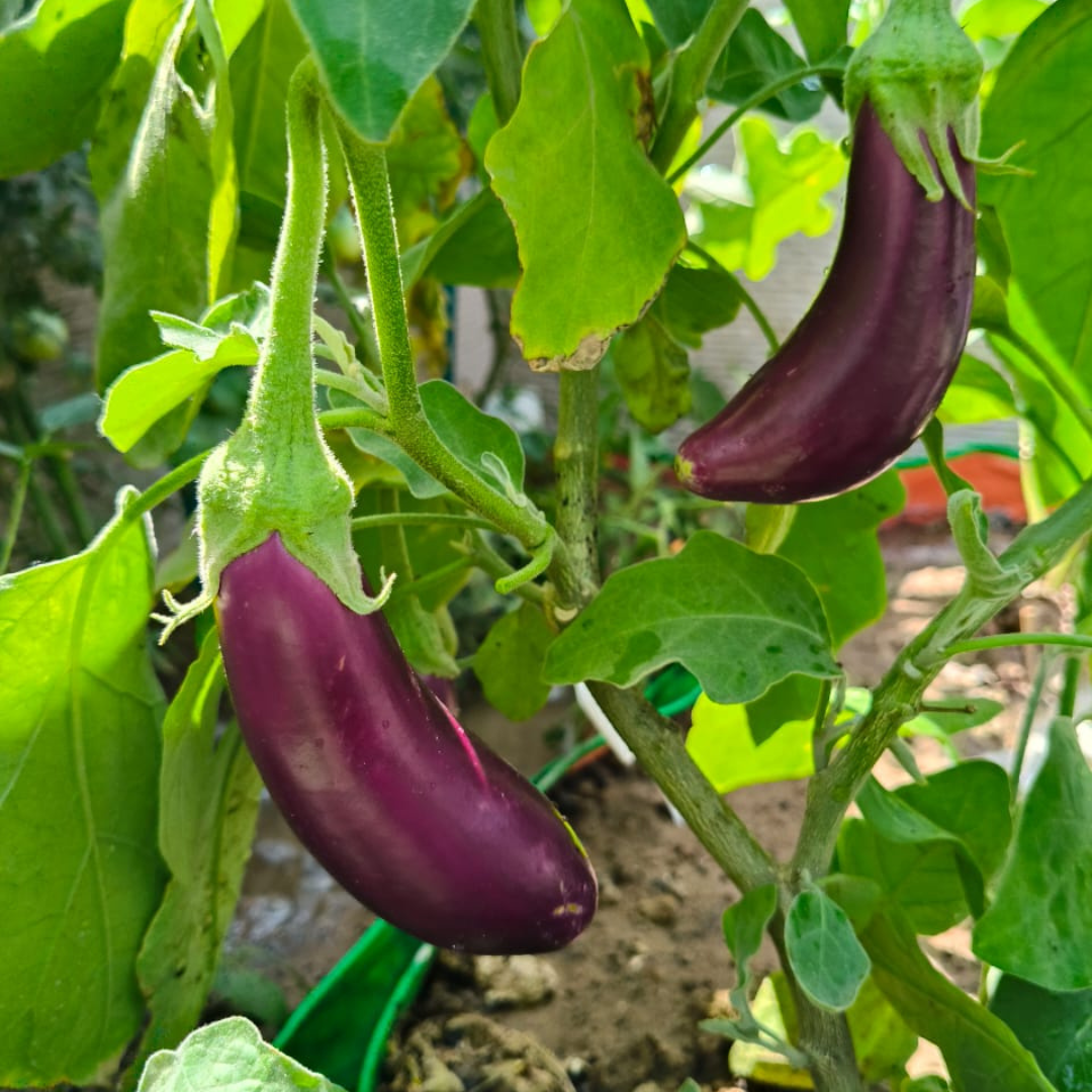 Brinjal
